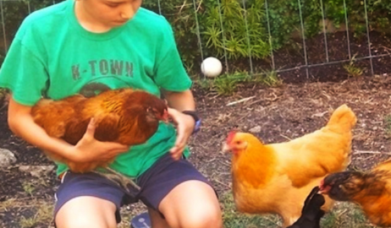 Chickens coming home to roost meaning image