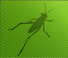Grasshopper Workshop