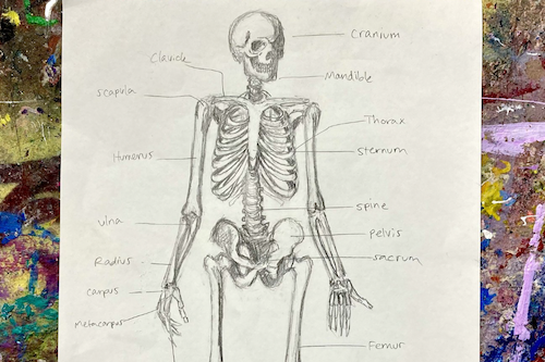 Sketches of Human Anatomy  Jenn Swanson