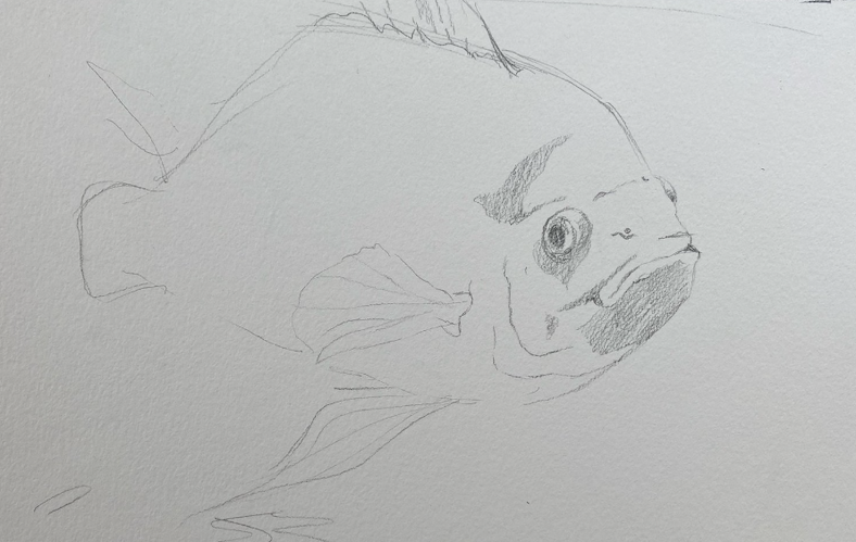 Adult: Beginner Drawing Technique