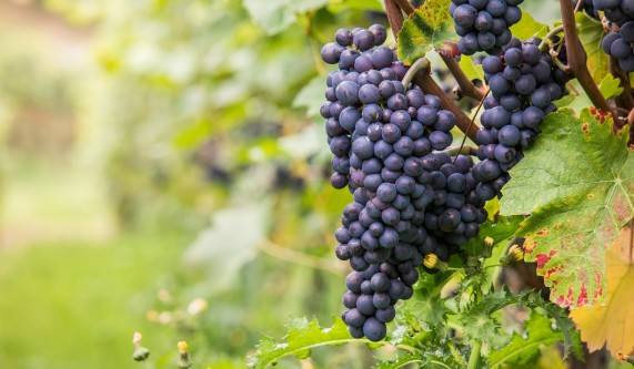 Pinot Noir Across the World