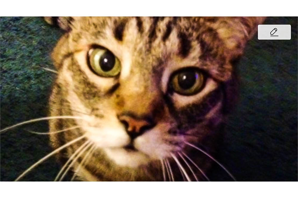 Paint Your Pet (Tipsy)
