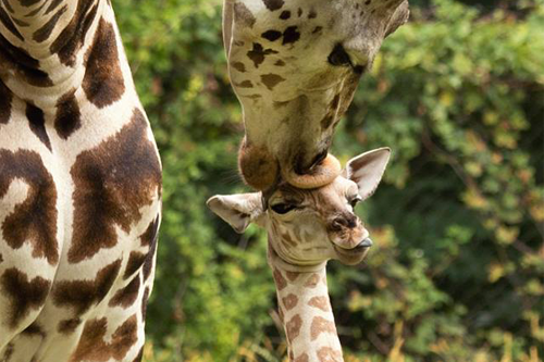 Zoo Views (Ages 18+)