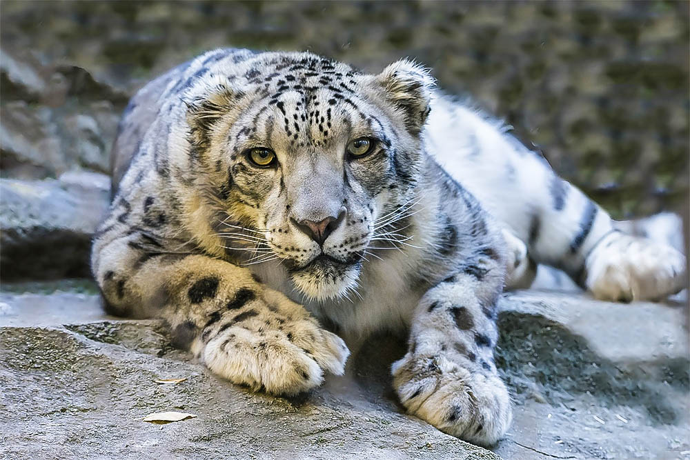 Bronx Zoo Mornings: Big Cats (All Ages)