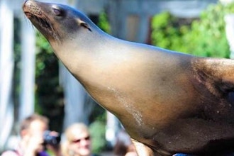Breakfast with the Seals & Sea Lions (Ages 3-8)