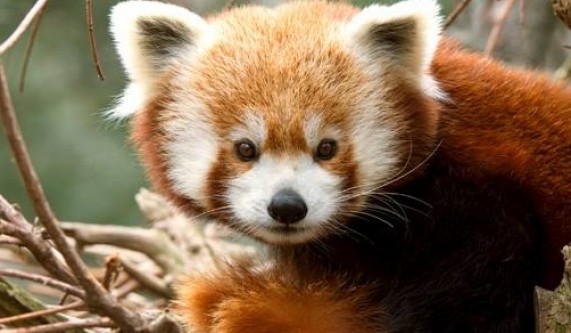 In the Mood Series: Woo at the Zoo (21+)