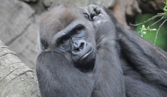 Evening with the Gorillas (Ages 21+)