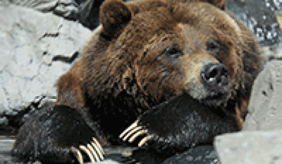 The Zoo: Big Bear Mornings (All Ages)