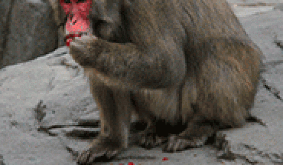 Baboon Breakfast (All Ages)