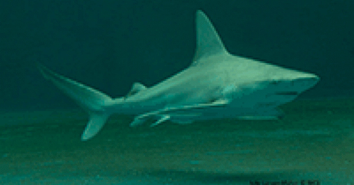 Sharks After Dark Family Overnight Ages 5 And Up Kids Camp