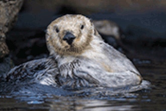 Aquarium Toddler Time (Ages 2-3 with caregiver)