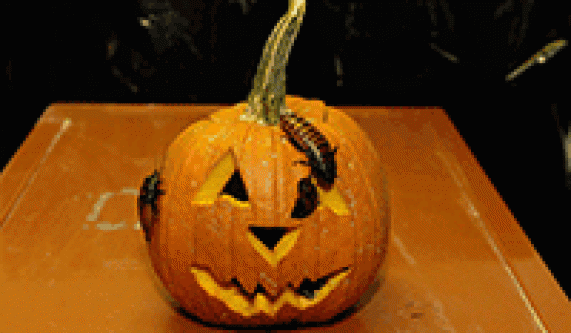 Spooktacular Night Walks (Ages 21+)