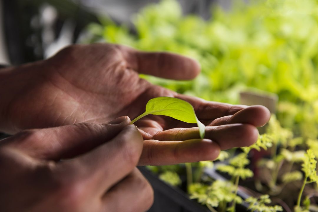 Intro to Hydroponics