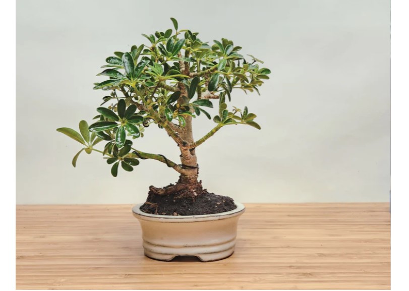 Bonsai Bar