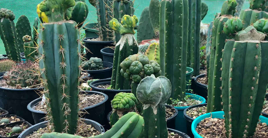 Plant On Plant: Intro to Grafting