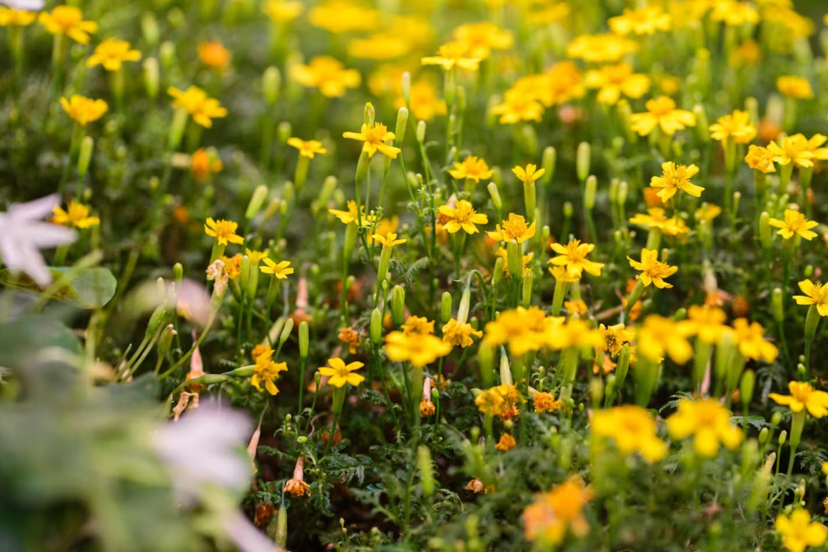Cooking with Farm.One Herbs & Flowers