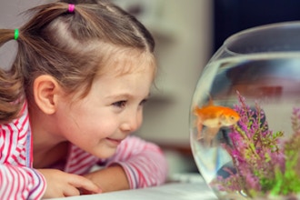 Little Fishbowl for Toddlers 