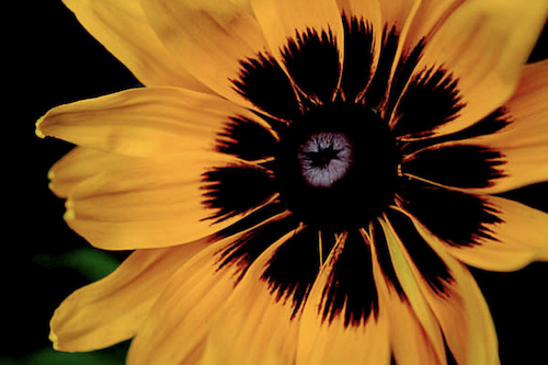 Fun with Flowers