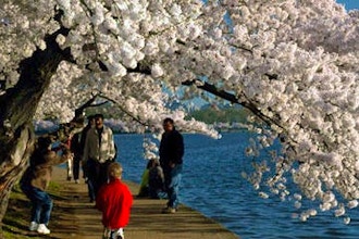 Afternoon Cherry Blossoms