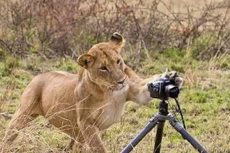 A Special Nikon Camera Users Virtual Photo Safari