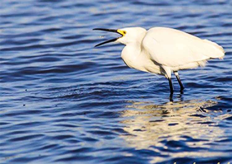 Advanced Nature Photography