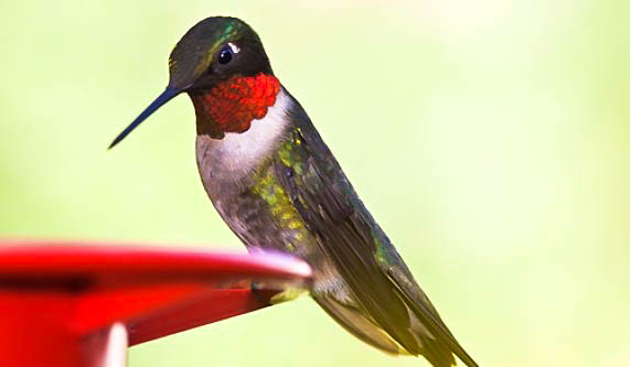 Hummingbird Photography
