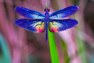 Dragonfly Photography