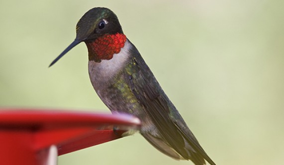 Bird Photography