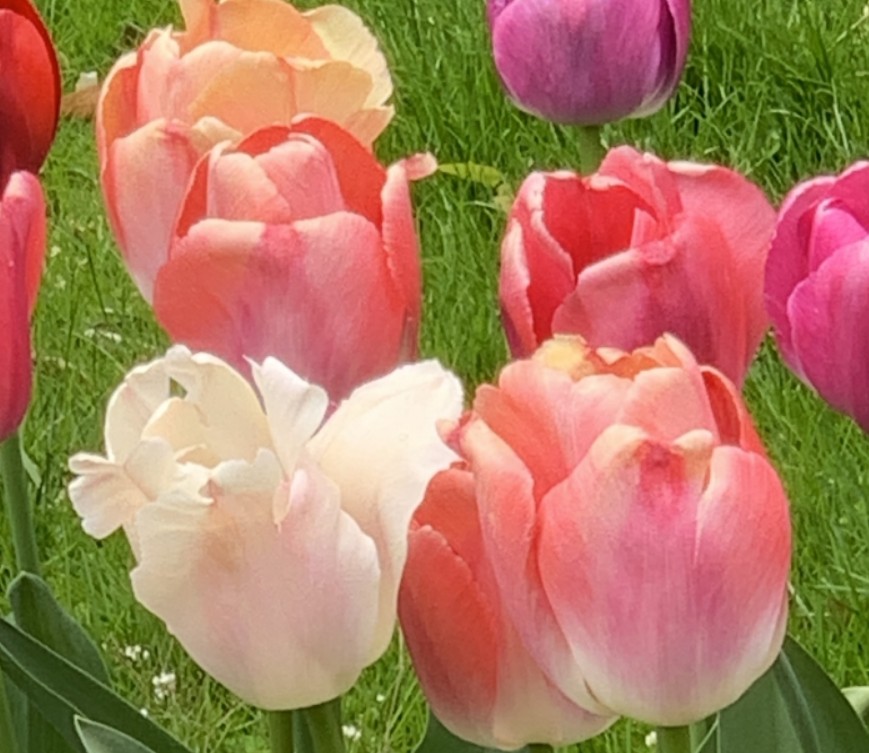 Spring Tulip Walk About: Upper West Side
