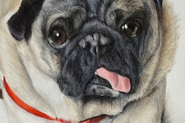 Colored Pencil Drawing