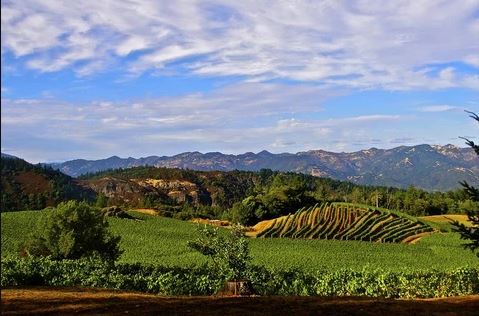 Mountain Wines