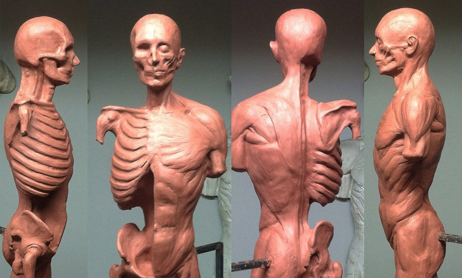 Artistic Anatomy for Visual Artists