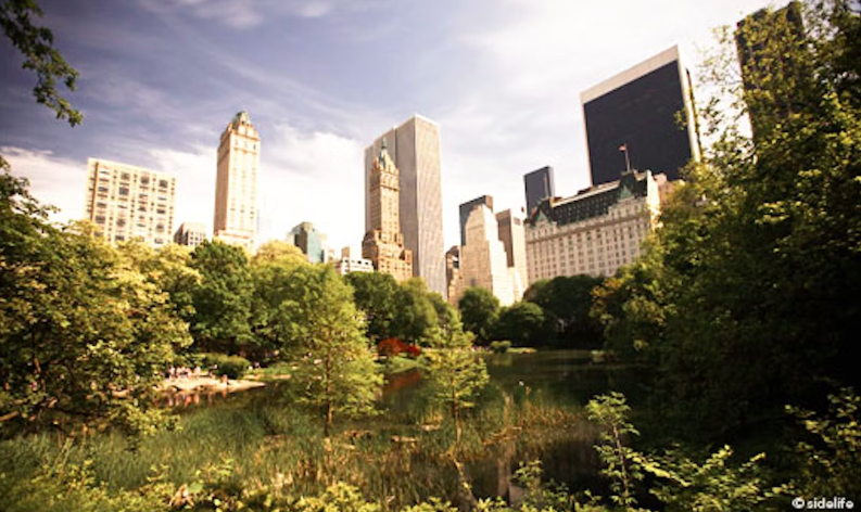 Sketching Nature in Central Park