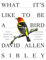 David Allen Sibley: What It’s Like to Be A Bird