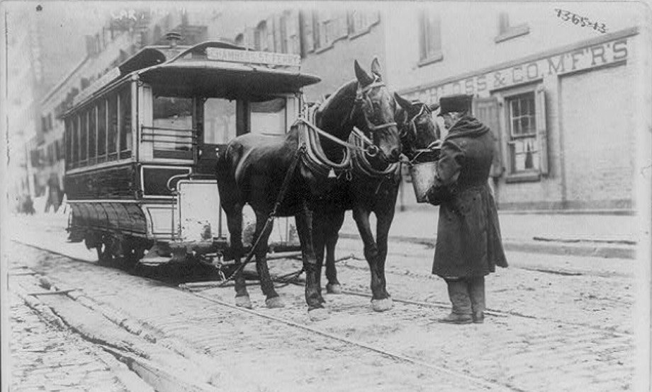 How Creatures Helped Create New York City
