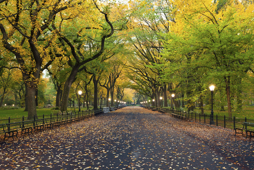 Fall Foliage III: Ramble