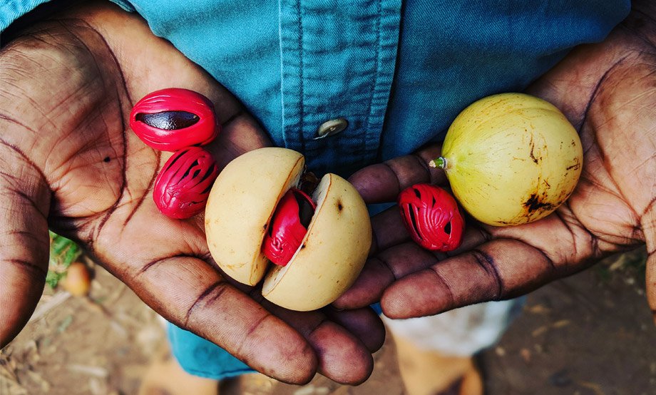 The Secret Life of Spices
