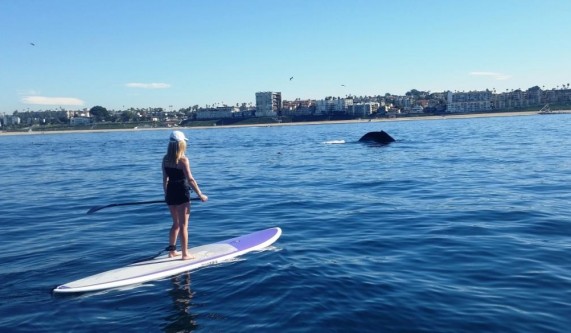 Sea Lion Tours