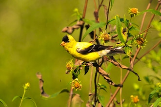 Native Plantings for Migrating and Overwintering Birds