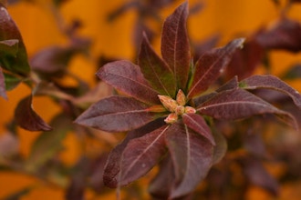 Autumn Floral Workshop