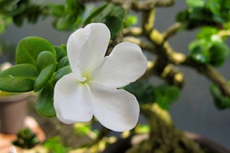 Tropical Bonsai