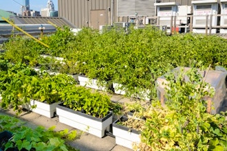 Rooftop Container Gardening