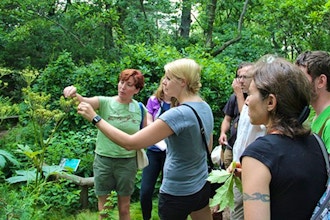 Edible and Medicinal Native Plants of the Northeast