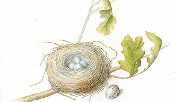  Pencil Birds Nest Drawing 