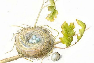 Drawing Birds' Nests Using Pencils