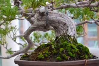 The Art of Bonsai: Practice and Appreciation