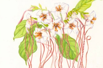 Secrets of Success with Botanical Watercolor