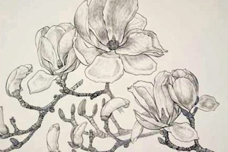 Introduction to Botanical Field Drawing- Section A