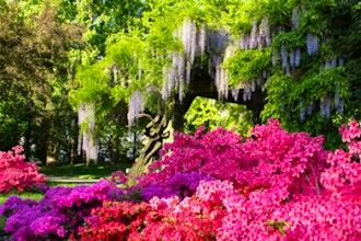 Photography: Garden Spring Blooms