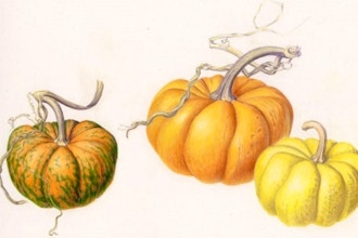 Autumn Fruit and Foliage in Colored Pencils